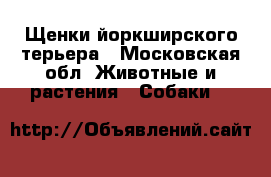 Щенки йоркширского терьера - Московская обл. Животные и растения » Собаки   